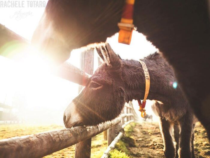 I Celebrate The Beauty Of Donkeys By Capturing Their Photos (50 Pics)
