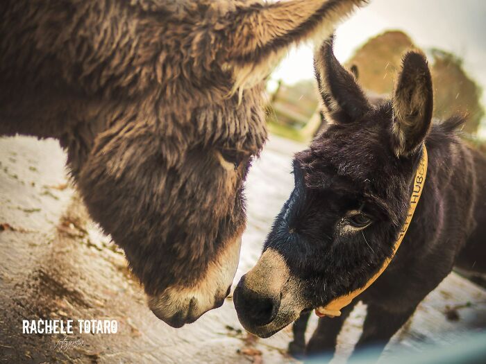 I Celebrate The Beauty Of Donkeys By Capturing Their Photos (50 Pics)