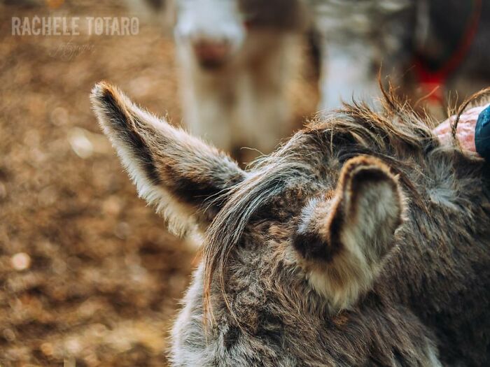 I Celebrate The Beauty Of Donkeys By Capturing Their Photos (50 Pics)