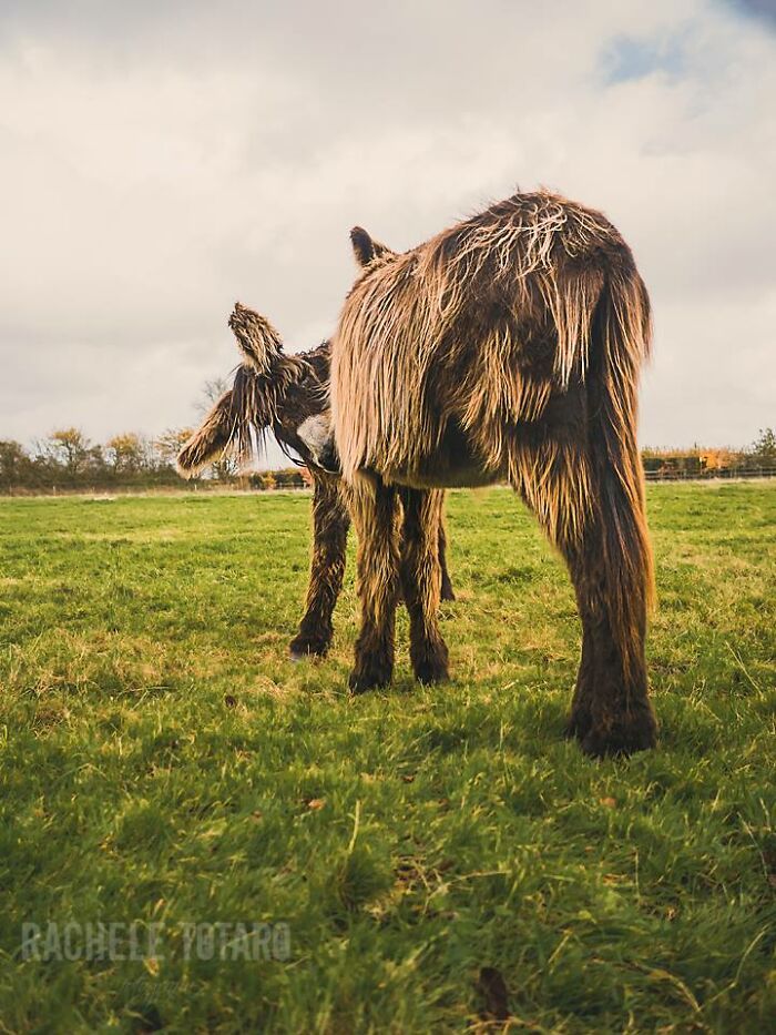 I Celebrate The Beauty Of Donkeys By Capturing Their Photos (50 Pics)