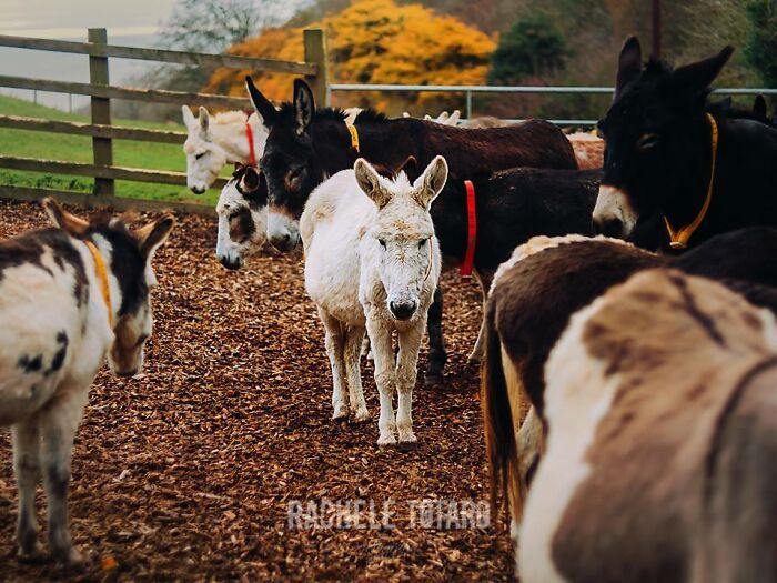 I Celebrate The Beauty Of Donkeys By Capturing Their Photos (50 Pics)