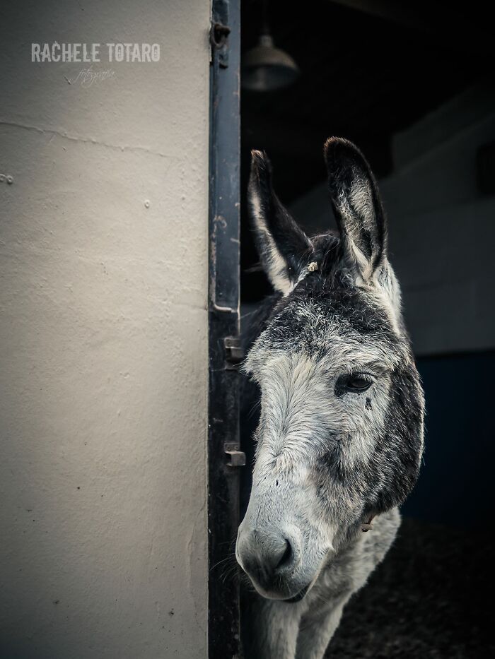 I Celebrate The Beauty Of Donkeys By Capturing Their Photos (50 Pics)