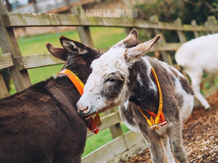 I Celebrate The Beauty Of Donkeys By Capturing Their Photos (50 Pics)
