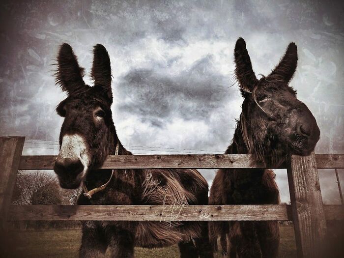 I Celebrate The Beauty Of Donkeys By Capturing Their Photos (50 Pics)