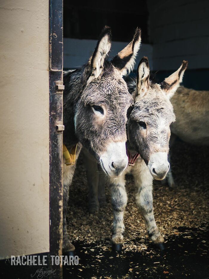 I Celebrate The Beauty Of Donkeys By Capturing Their Photos (50 Pics)