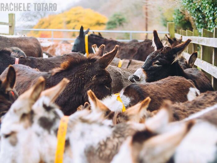 I Celebrate The Beauty Of Donkeys By Capturing Their Photos (50 Pics)