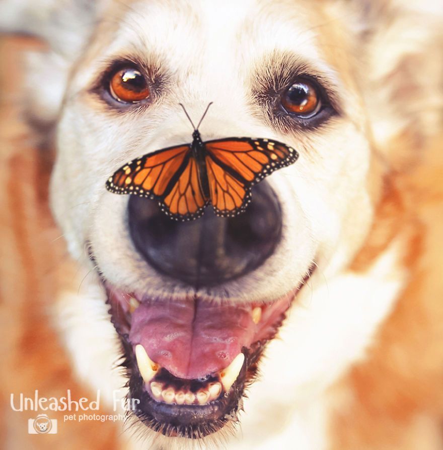 I Photograph Senior Dogs On Their Last Day On Earth (30 Pics)