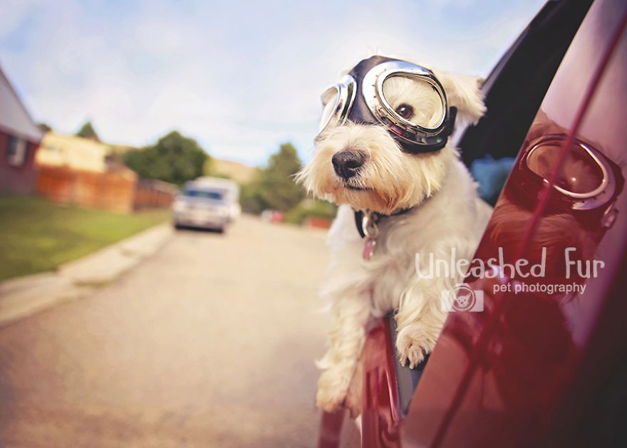 I Photograph Senior Dogs On Their Last Day On Earth (30 Pics)