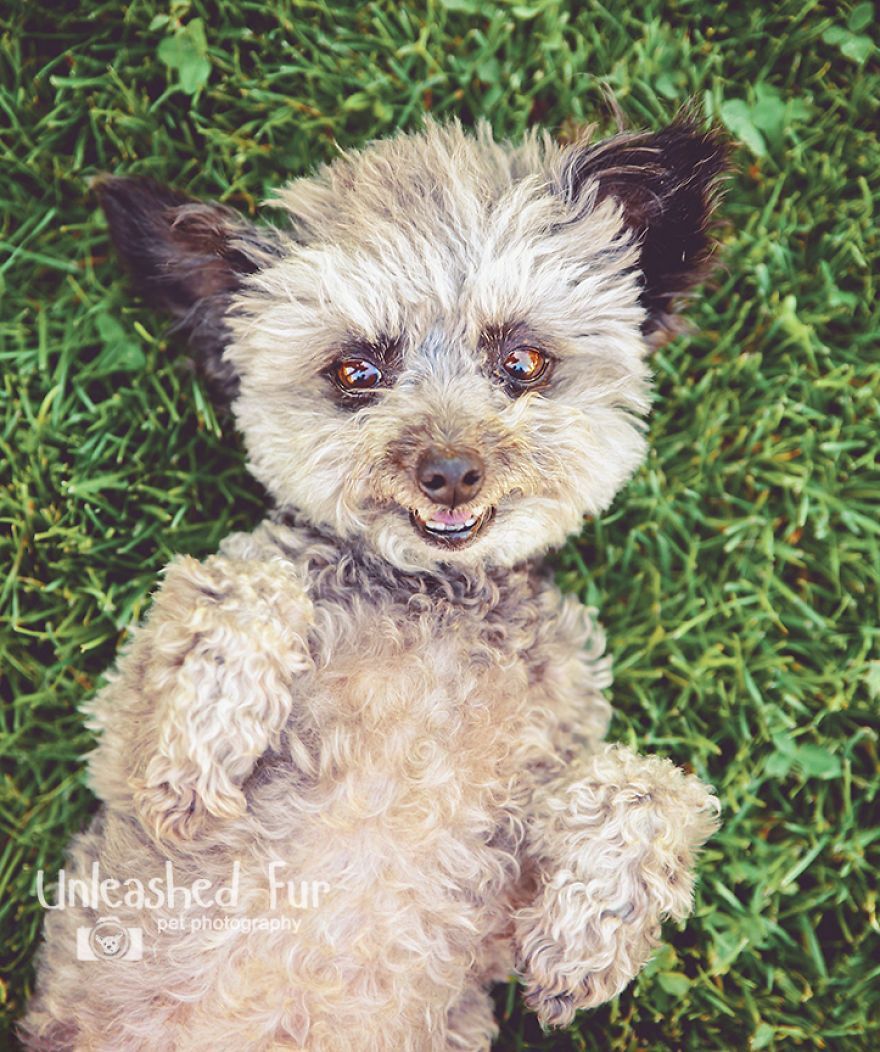 I Photograph Senior Dogs On Their Last Day On Earth (30 Pics)