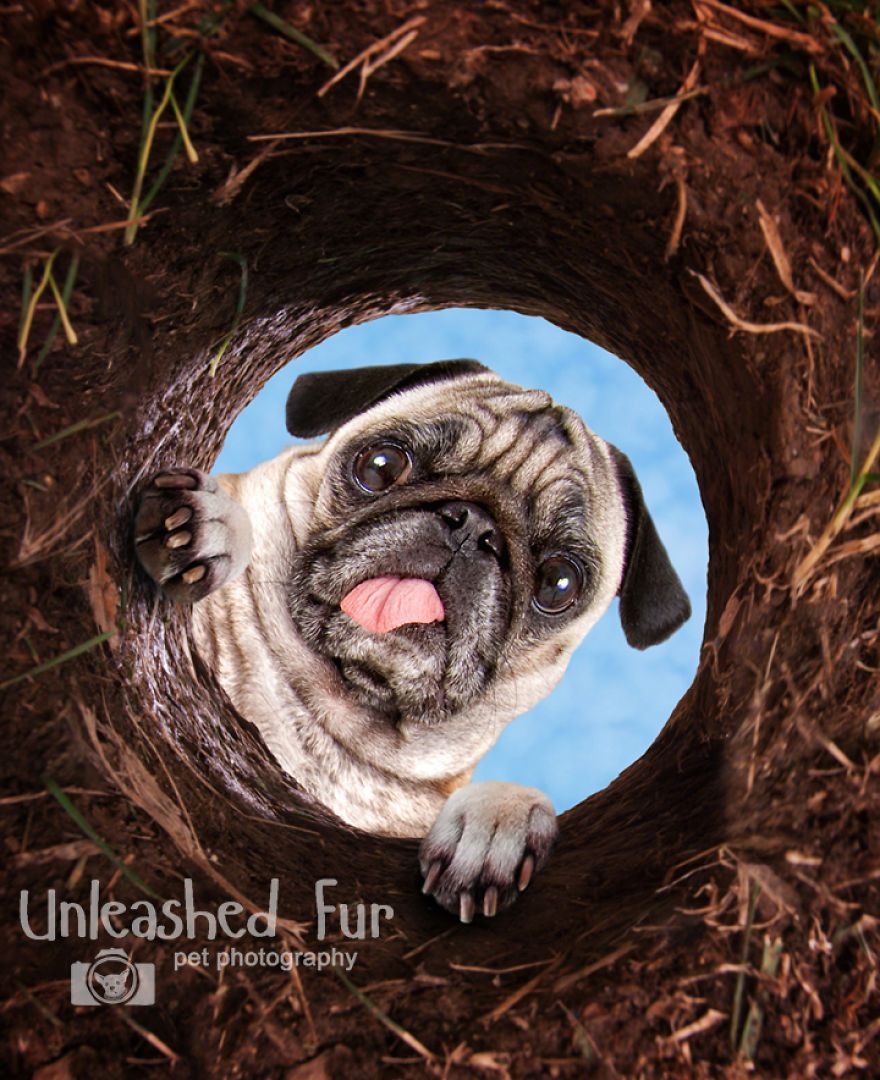 I Photograph Senior Dogs On Their Last Day On Earth (30 Pics)