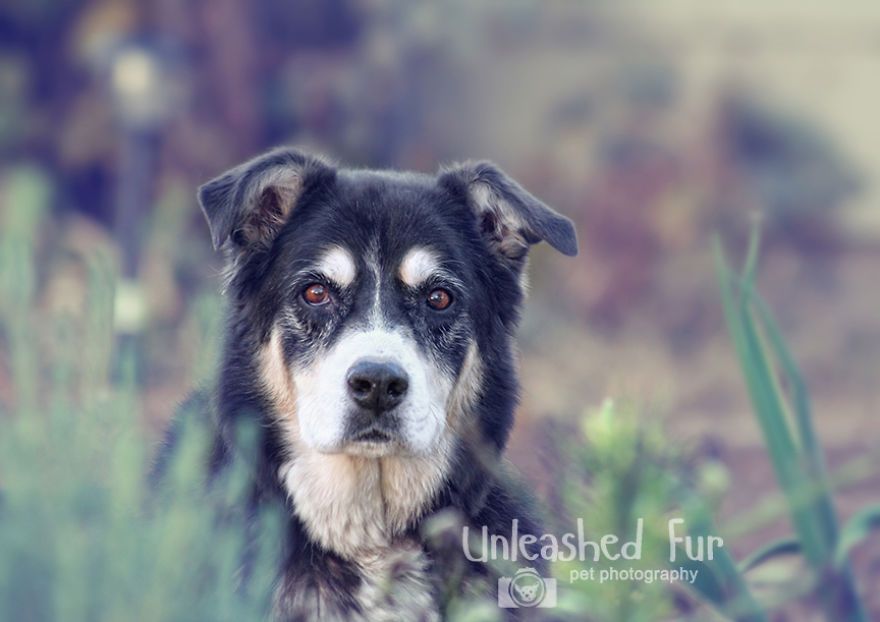 I Photograph Senior Dogs On Their Last Day On Earth (30 Pics)