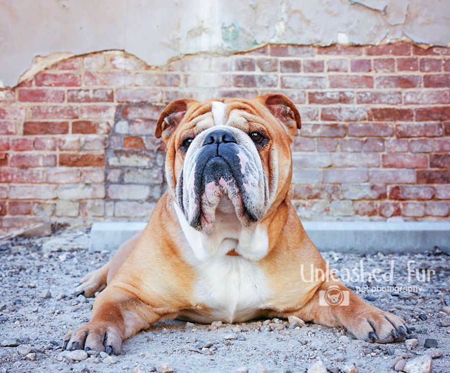 I Photograph Senior Dogs On Their Last Day On Earth (30 Pics)