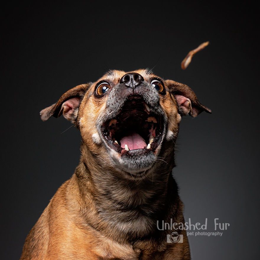 I Photograph Senior Dogs On Their Last Day On Earth (30 Pics)