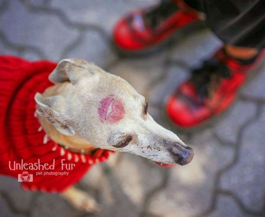 I Photograph Senior Dogs On Their Last Day On Earth (30 Pics)