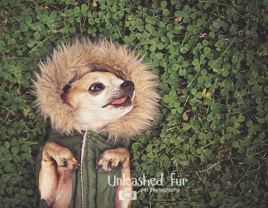 I Photograph Senior Dogs On Their Last Day On Earth (30 Pics)