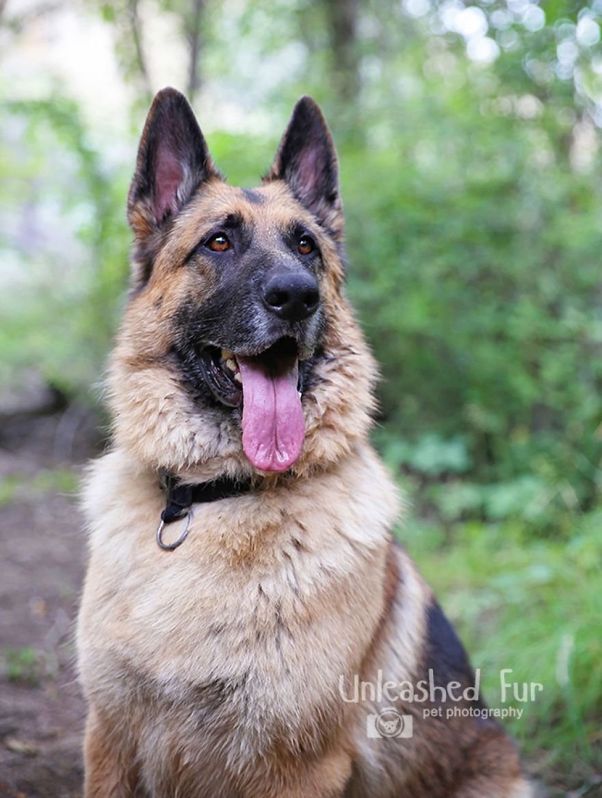 I Photograph Senior Dogs On Their Last Day On Earth (30 Pics)