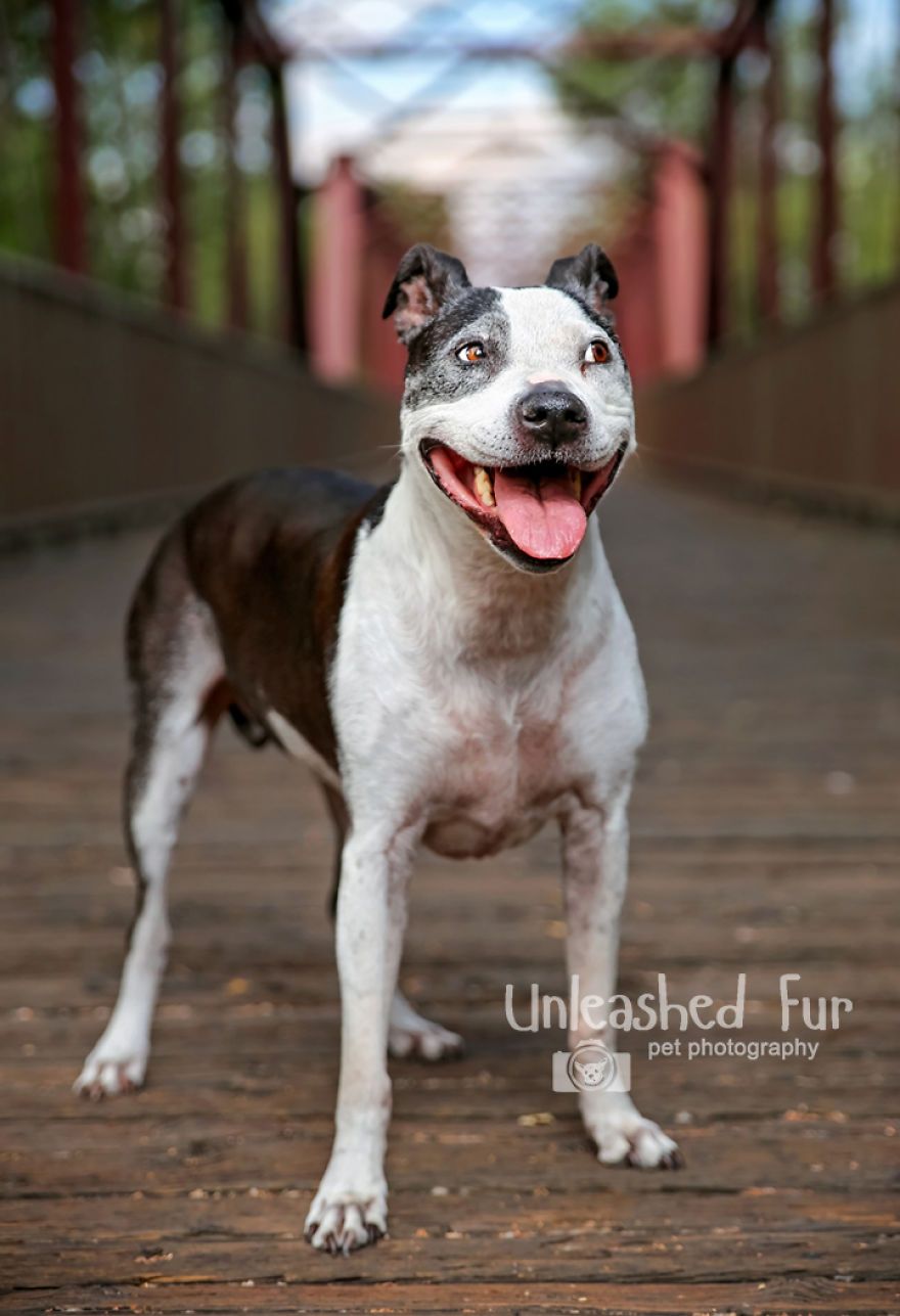 I Photograph Senior Dogs On Their Last Day On Earth (30 Pics)