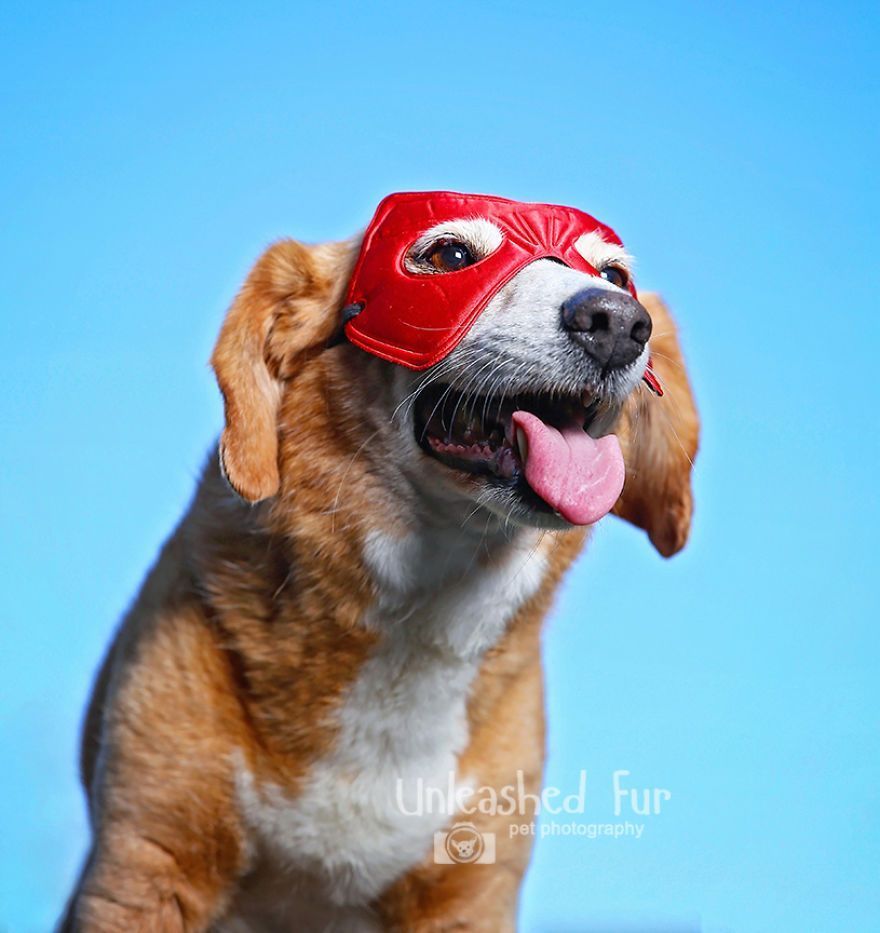 I Photograph Senior Dogs On Their Last Day On Earth (30 Pics)