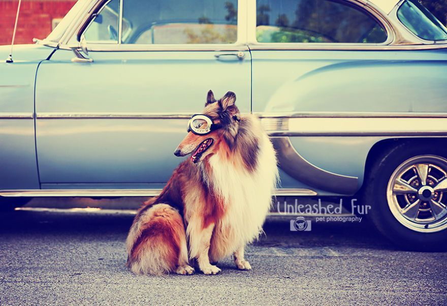 I Photograph Senior Dogs On Their Last Day On Earth (30 Pics)