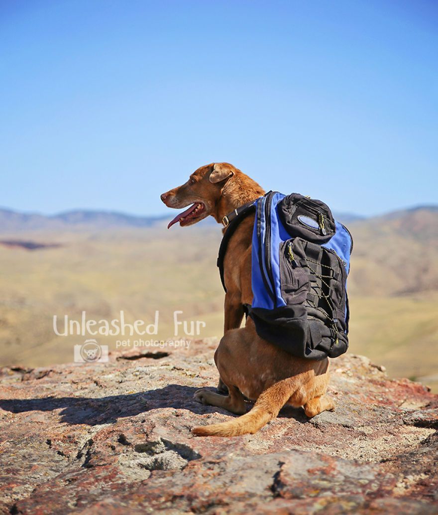 I Photograph Senior Dogs On Their Last Day On Earth (30 Pics)