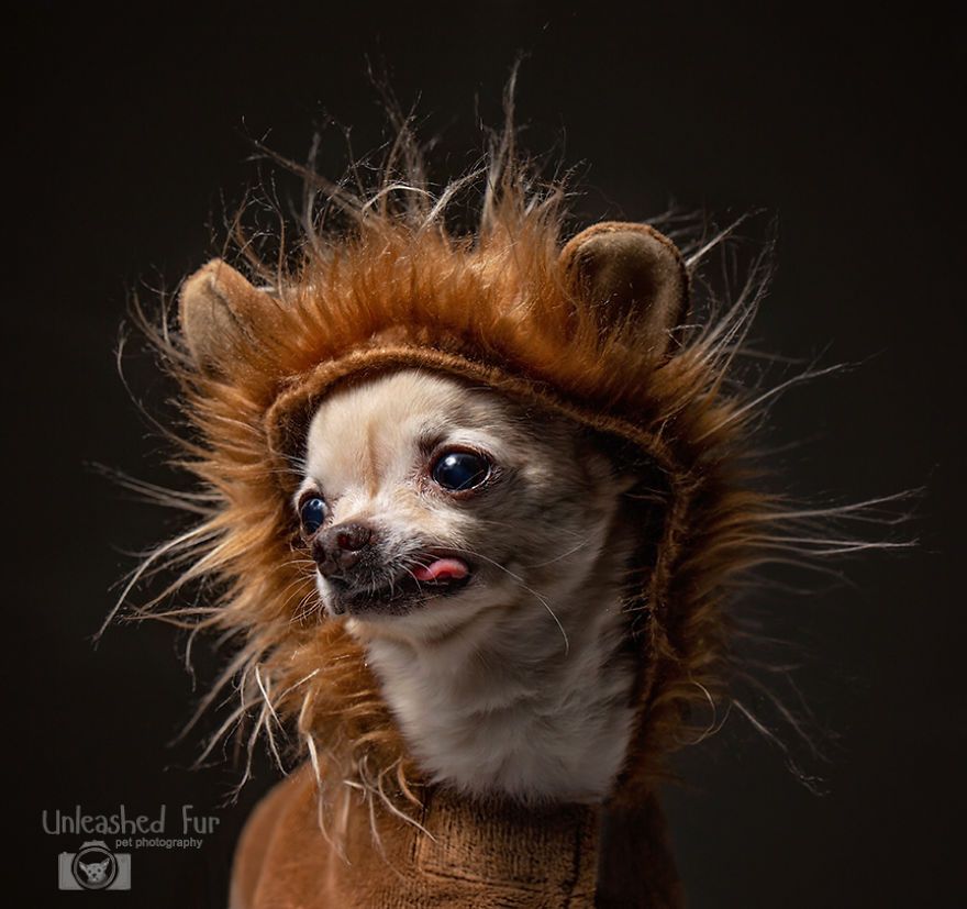 I Photograph Senior Dogs On Their Last Day On Earth (30 Pics)