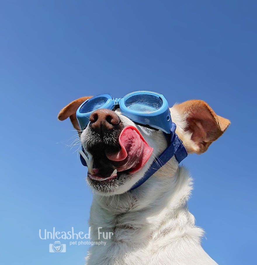 I Photograph Senior Dogs On Their Last Day On Earth (30 Pics)