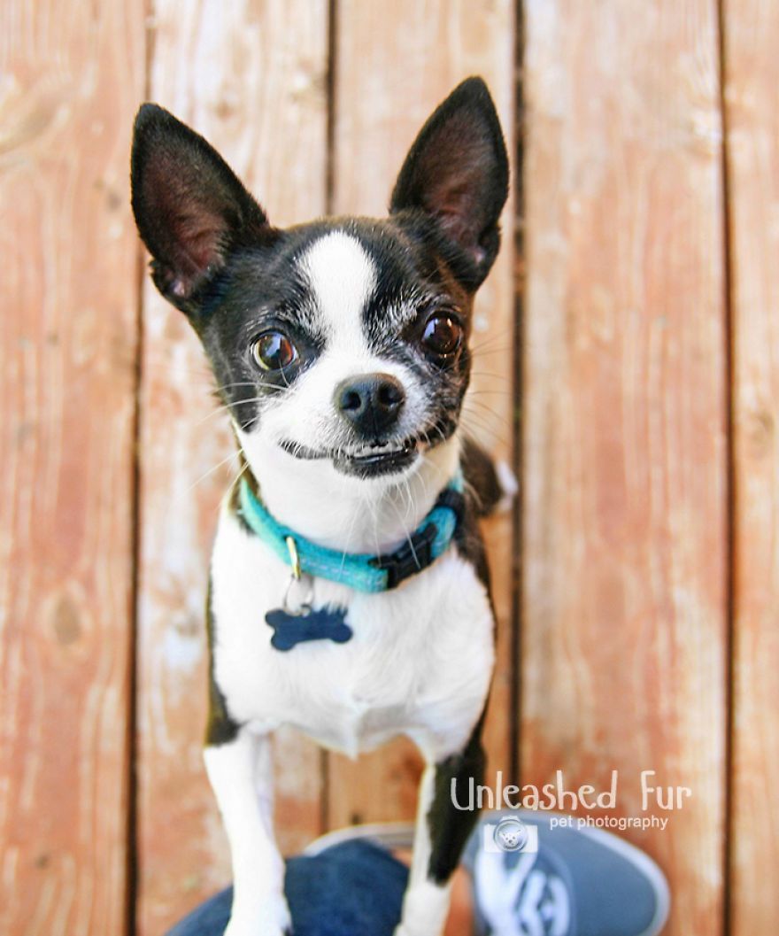 I Photograph Senior Dogs On Their Last Day On Earth (30 Pics)