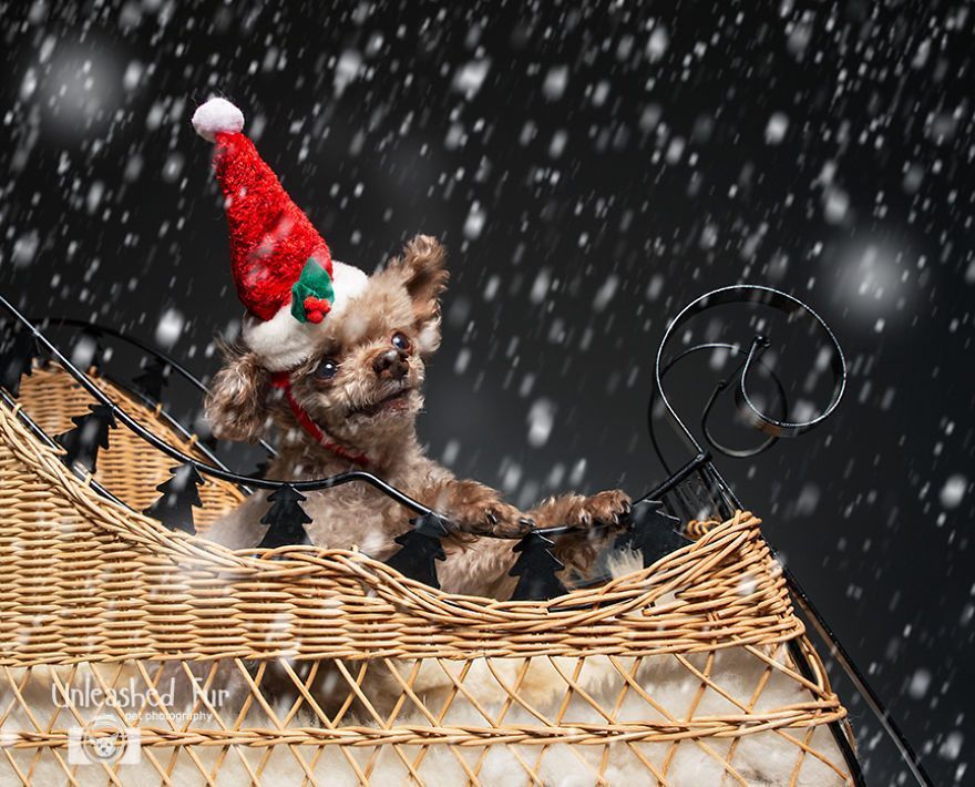 I Photograph Senior Dogs On Their Last Day On Earth (30 Pics)