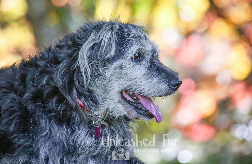 I Photograph Senior Dogs On Their Last Day On Earth (30 Pics)
