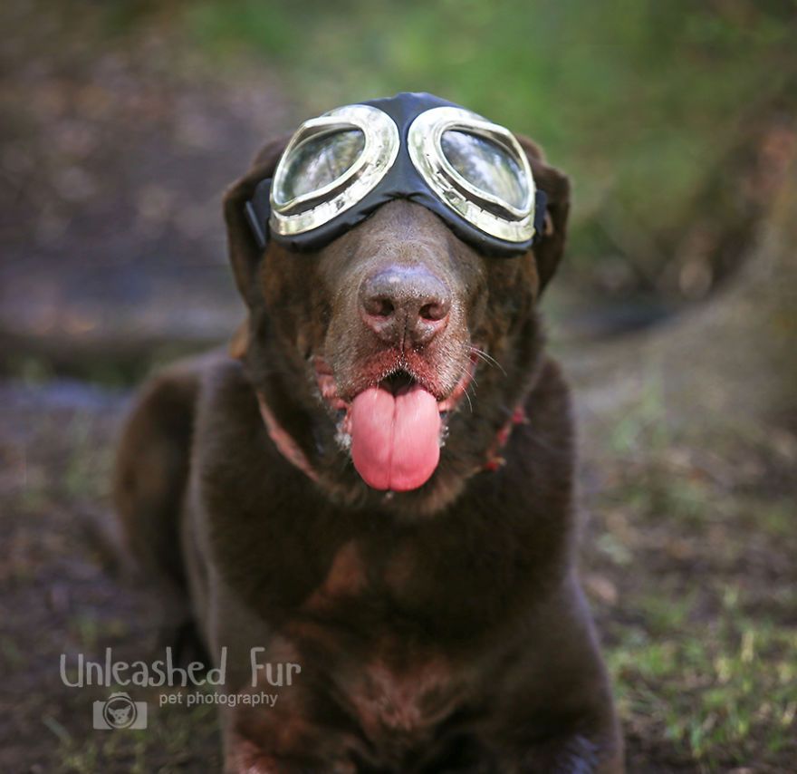 I Photograph Senior Dogs On Their Last Day On Earth (30 Pics)