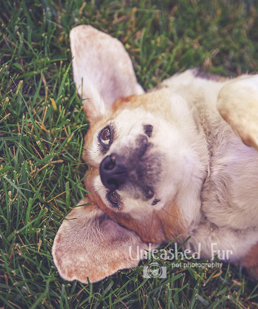 I Photograph Senior Dogs On Their Last Day On Earth (30 Pics)