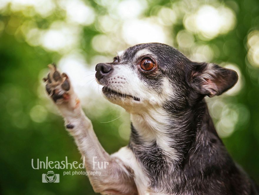 I Photograph Senior Dogs On Their Last Day On Earth (30 Pics)