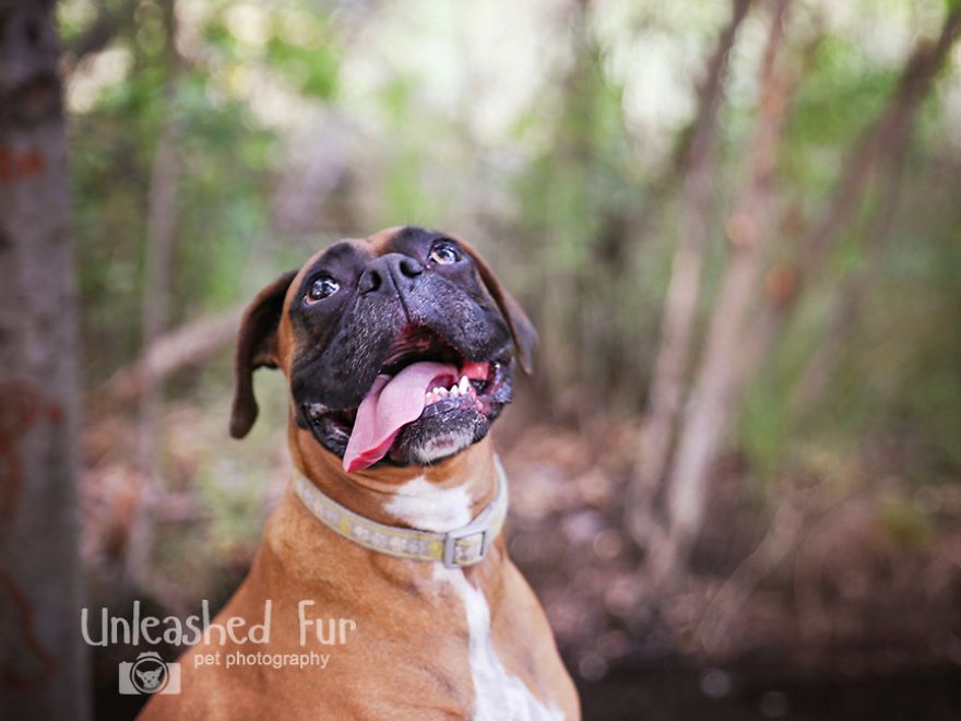 I Photograph Senior Dogs On Their Last Day On Earth (30 Pics)