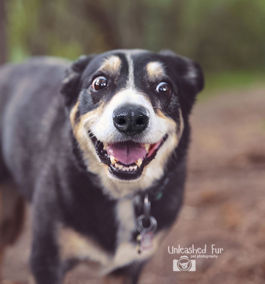 I Photograph Senior Dogs On Their Last Day On Earth (30 Pics)