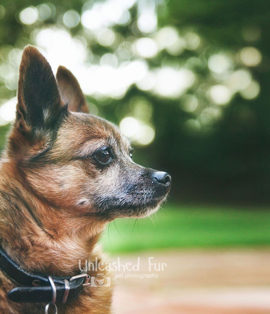 I Photograph Senior Dogs On Their Last Day On Earth (30 Pics)