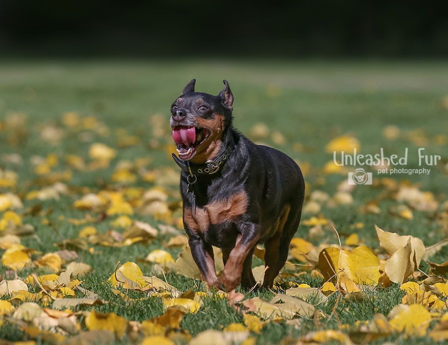 I Photograph Senior Dogs On Their Last Day On Earth (30 Pics)