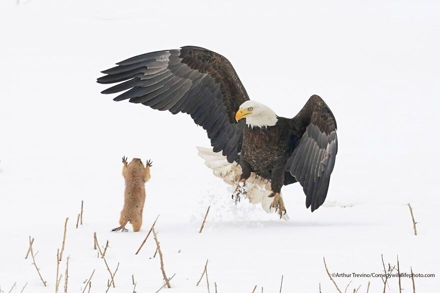 The 2021 Comedy Wildlife Photography Awards Have Just Announced Their Finalists, And Here Are 40 Of The Funniest Photos To Crack You Up