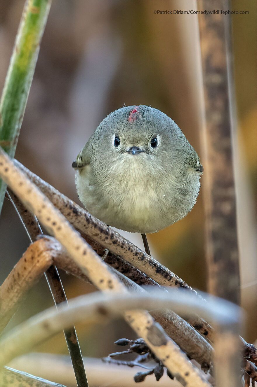 The 2021 Comedy Wildlife Photography Awards Have Just Announced Their Finalists, And Here Are 40 Of The Funniest Photos To Crack You Up