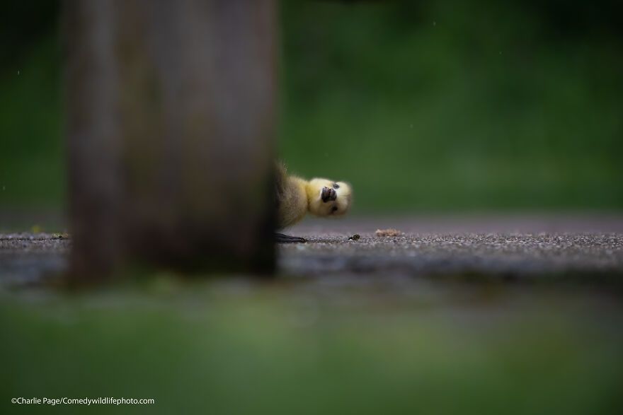 The 2021 Comedy Wildlife Photography Awards Have Just Announced Their Finalists, And Here Are 40 Of The Funniest Photos To Crack You Up