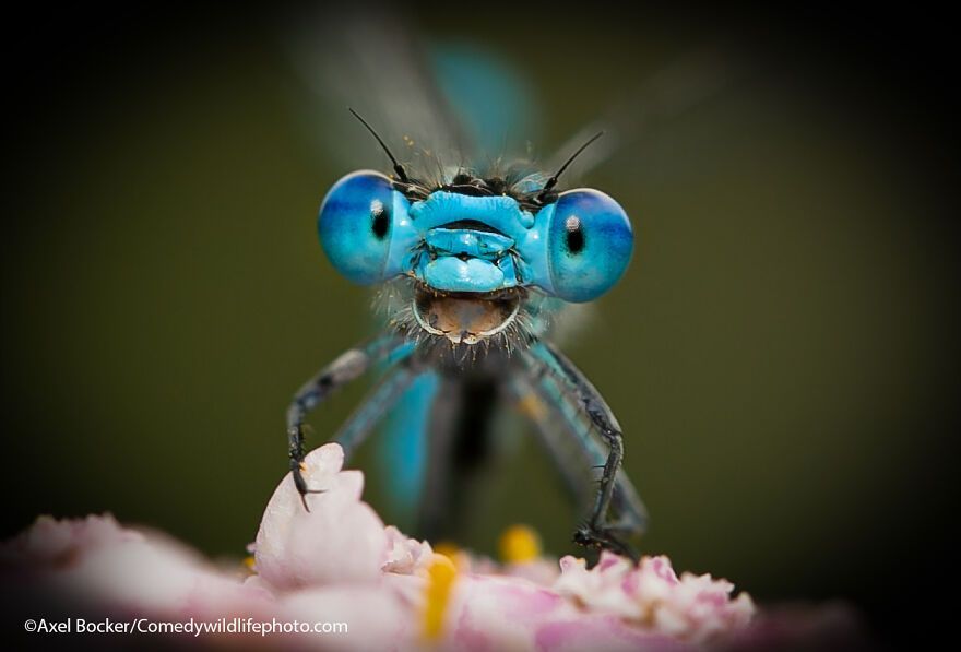 The 2021 Comedy Wildlife Photography Awards Have Just Announced Their Finalists, And Here Are 40 Of The Funniest Photos To Crack You Up
