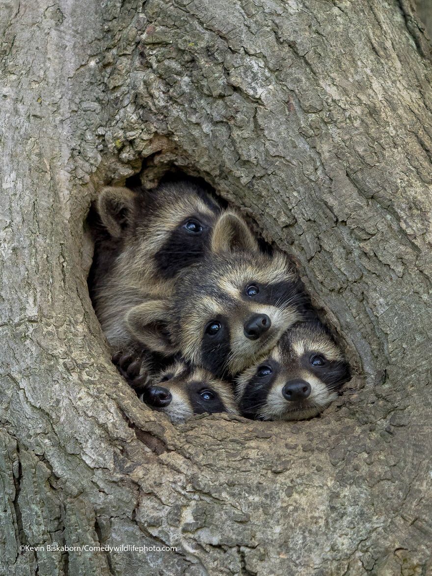 The 2021 Comedy Wildlife Photography Awards Have Just Announced Their Finalists, And Here Are 40 Of The Funniest Photos To Crack You Up