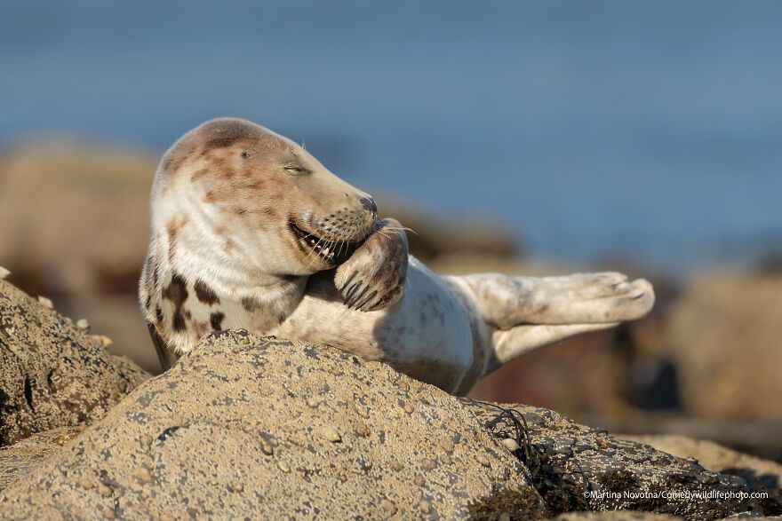 The 2021 Comedy Wildlife Photography Awards Have Just Announced Their Finalists, And Here Are 40 Of The Funniest Photos To Crack You Up