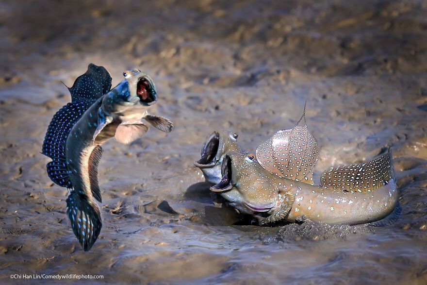 The 2021 Comedy Wildlife Photography Awards Have Just Announced Their Finalists, And Here Are 40 Of The Funniest Photos To Crack You Up