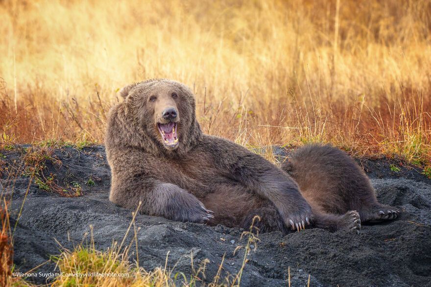 The 2021 Comedy Wildlife Photography Awards Have Just Announced Their Finalists, And Here Are 40 Of The Funniest Photos To Crack You Up