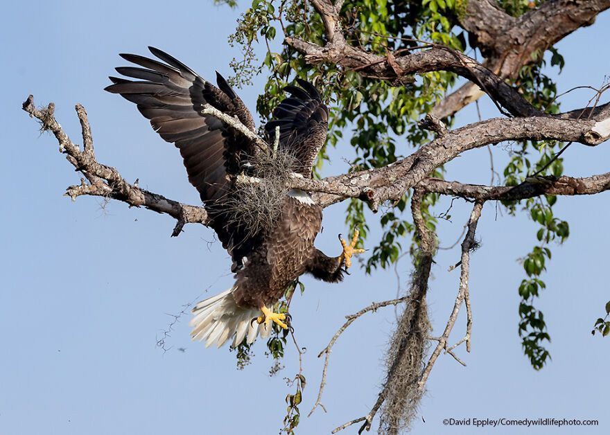 The 2021 Comedy Wildlife Photography Awards Have Just Announced Their Finalists, And Here Are 40 Of The Funniest Photos To Crack You Up
