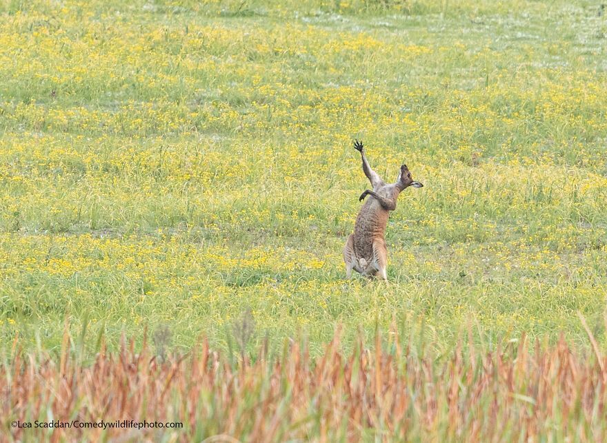 The 2021 Comedy Wildlife Photography Awards Have Just Announced Their Finalists, And Here Are 40 Of The Funniest Photos To Crack You Up