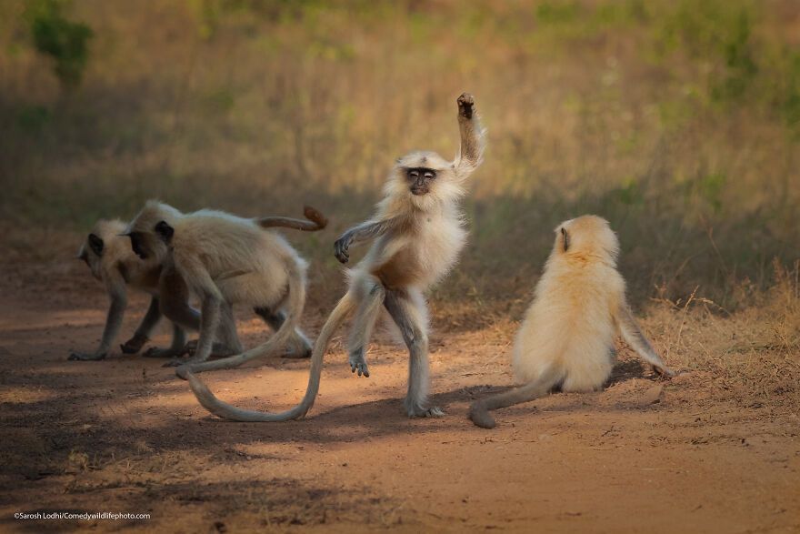 The 2021 Comedy Wildlife Photography Awards Have Just Announced Their Finalists, And Here Are 40 Of The Funniest Photos To Crack You Up