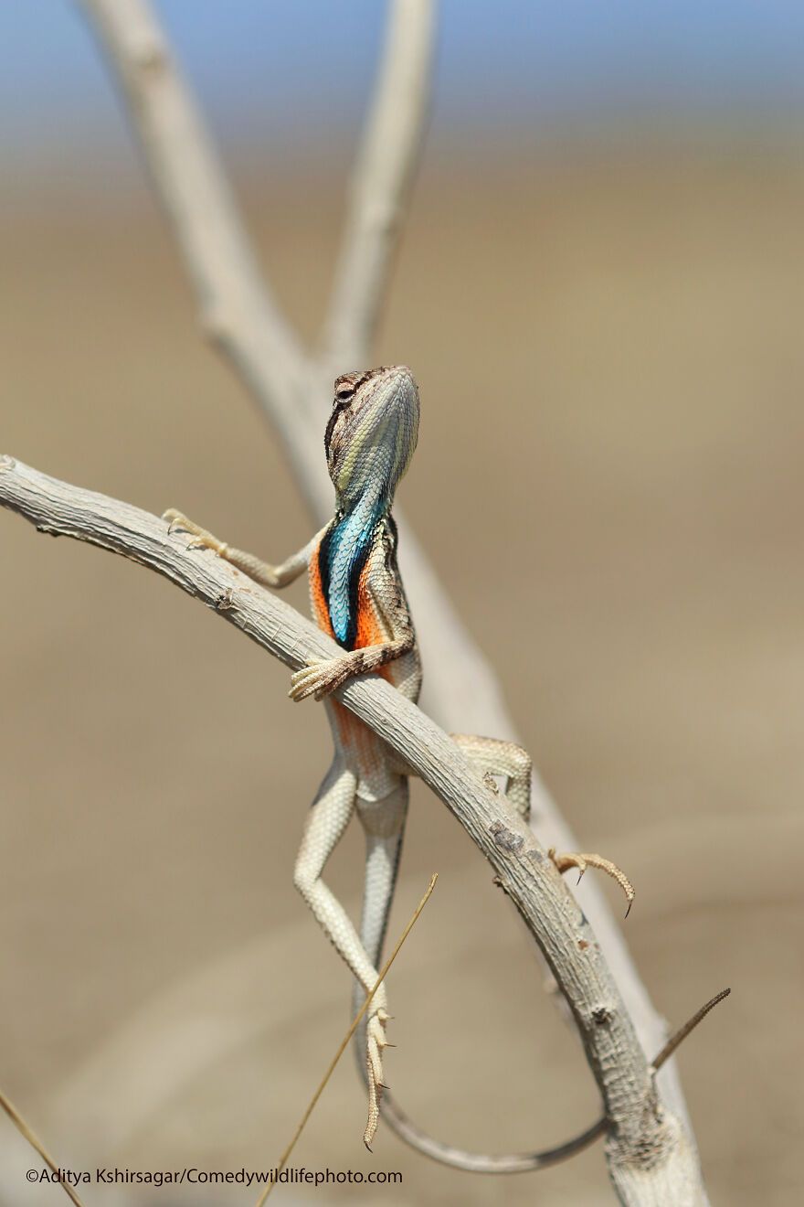 The 2021 Comedy Wildlife Photography Awards Have Just Announced Their Finalists, And Here Are 40 Of The Funniest Photos To Crack You Up