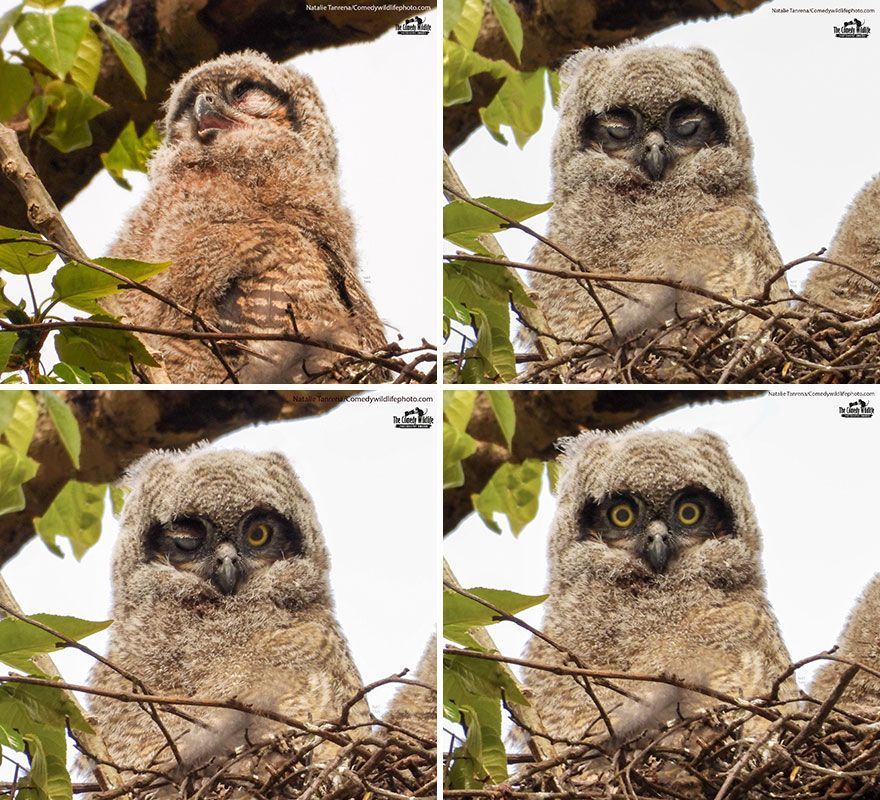 The 2021 Comedy Wildlife Photography Awards Have Just Announced Their Finalists, And Here Are 40 Of The Funniest Photos To Crack You Up
