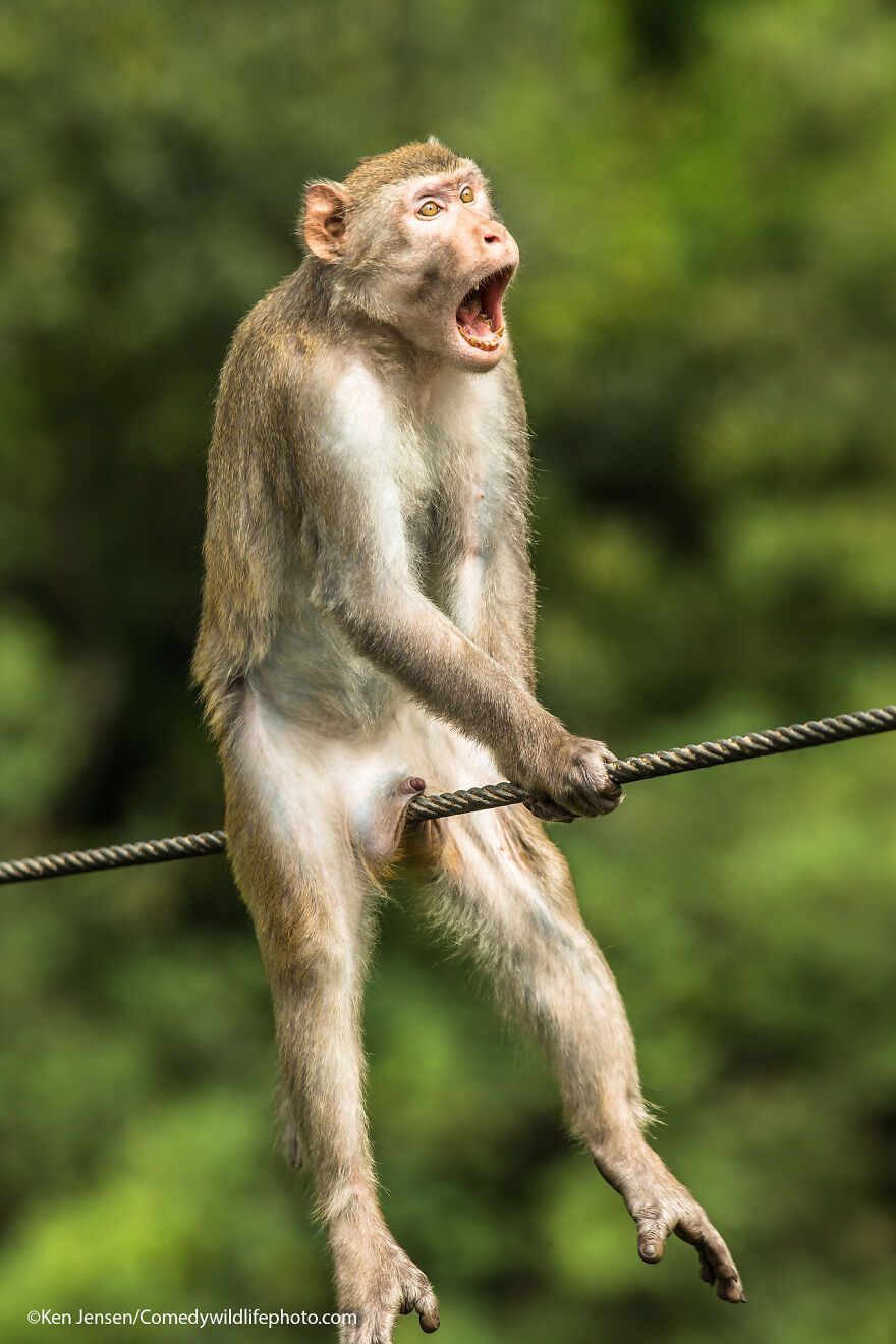 The 2021 Comedy Wildlife Photography Awards Have Just Announced Their Finalists, And Here Are 40 Of The Funniest Photos To Crack You Up